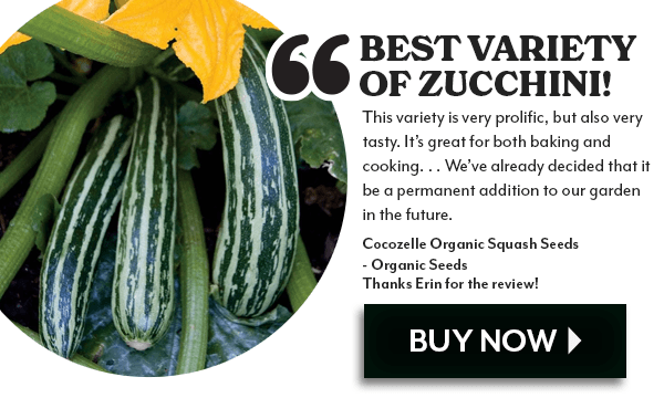 Cocozelle Organic Squash Seeds