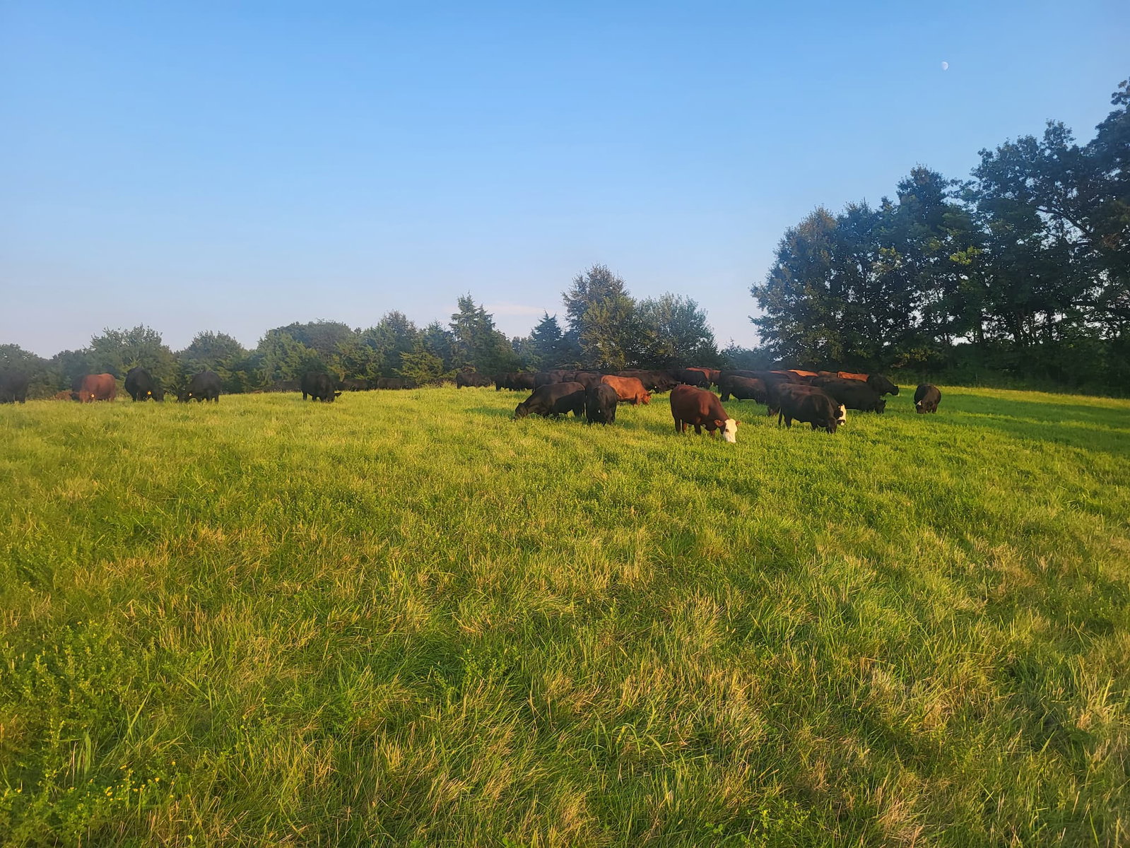 A Fresh Paddock