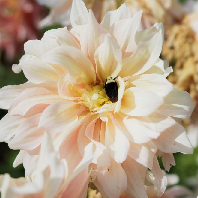 Dinner plate Dahlia in the garden at the Farmquarters in WA.