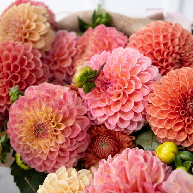 Close up to pink and orange dahlias.