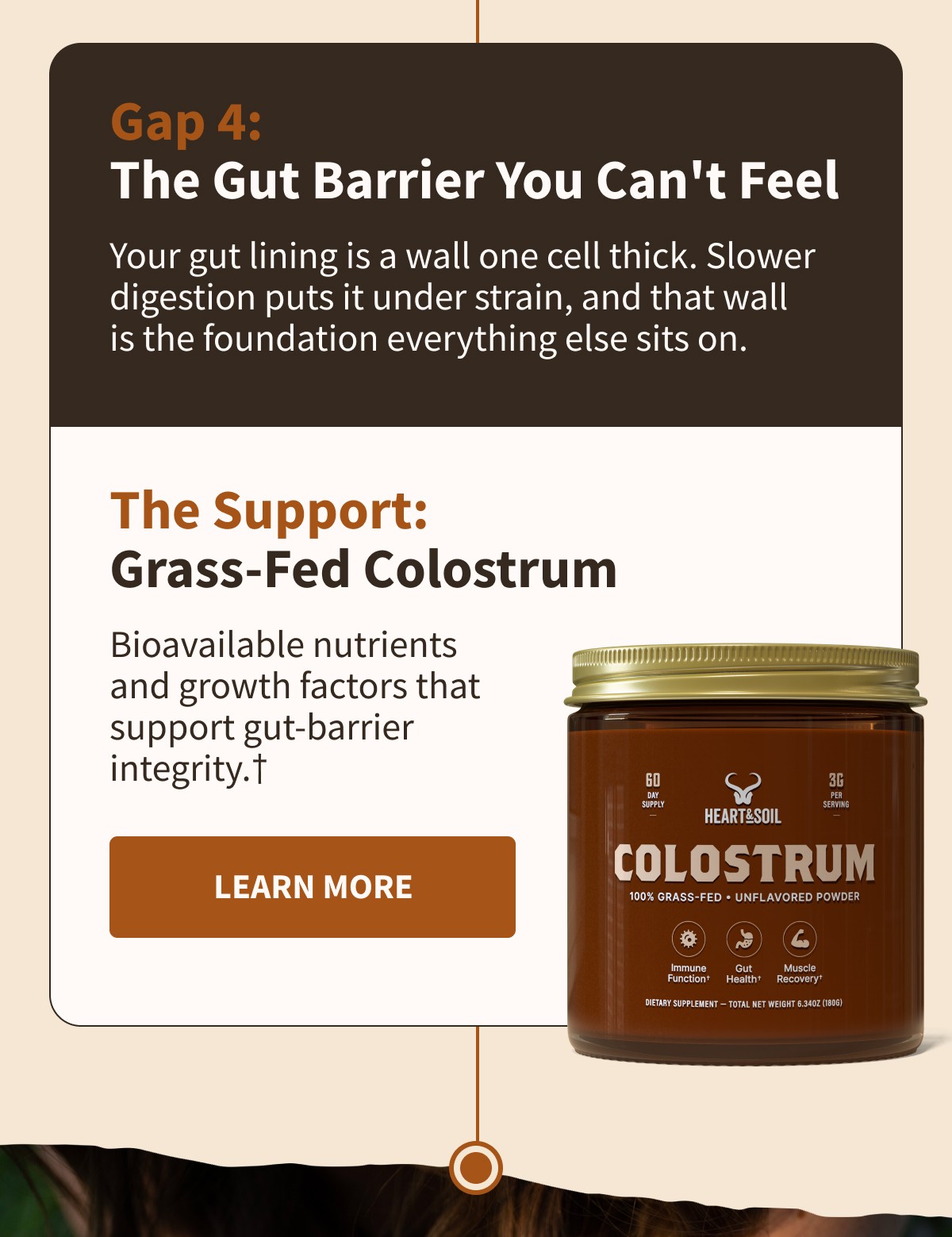 Gap 4: The Gut Barrier You Can't Feel  Your gut lining is a wall one cell thick. Slower digestion puts it under strain, and that wall is the foundation everything else sits on.  The Support: Grass-Fed Colostrum  Bioavailable nutrients and growth factors that support gut-barrier integrity.†  [[LEARN MORE]]