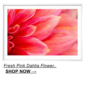 Fresh Pink Dahlia Flower