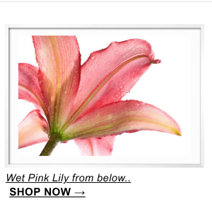 Wet Pink Lily from below