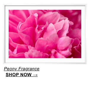 Peony Fragrance