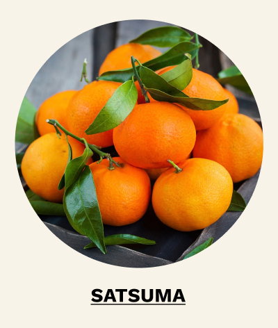 Shop Satsuma