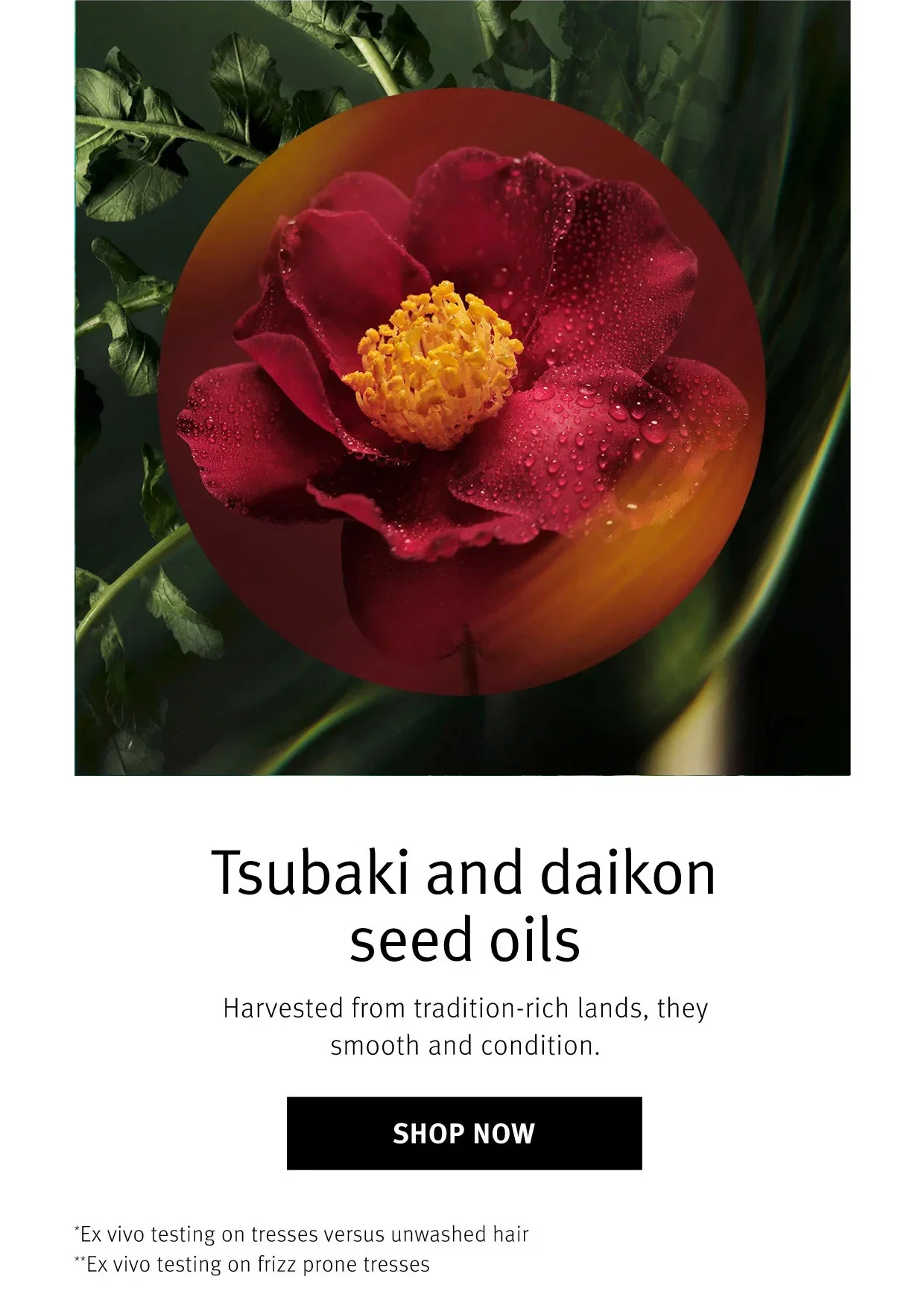Tsubaki and daikon seed oils | Harvested from tradition-rich lands, they smooth and condition. | SHOP NOW | *Ex vivo testing on tresses versus unwashed hair | **Ex vivo testing on frizz prone tresses