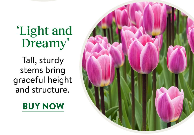 Tulip, Light and Dreamy