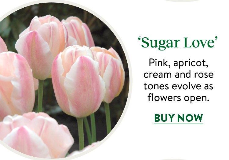 Tulip, Sugar Love
