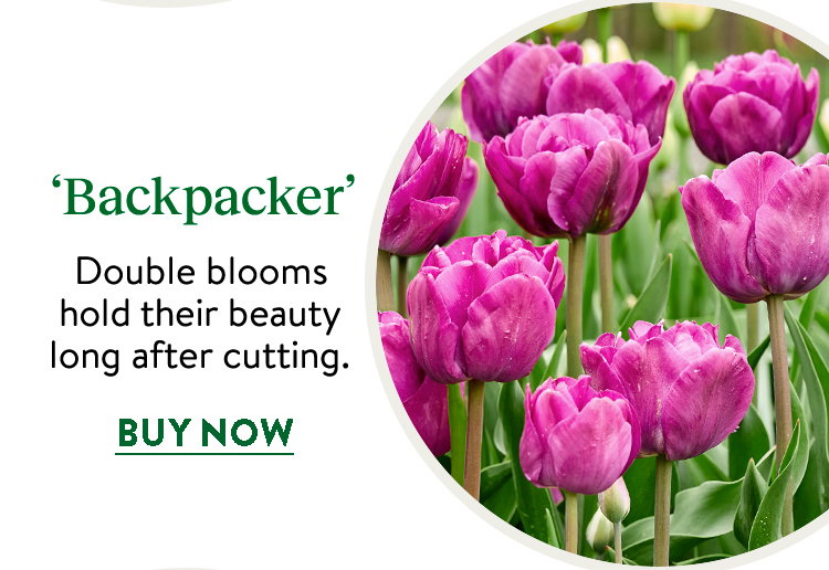 Tulip, Backpacker