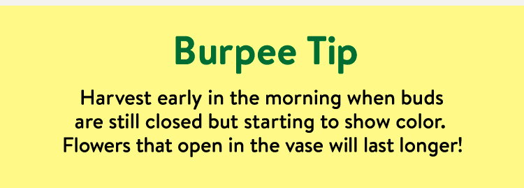 Learn About Tulips