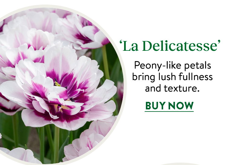 Tulip, La Delicatesse