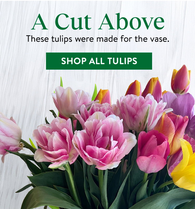 Tulip, La Delicatesse