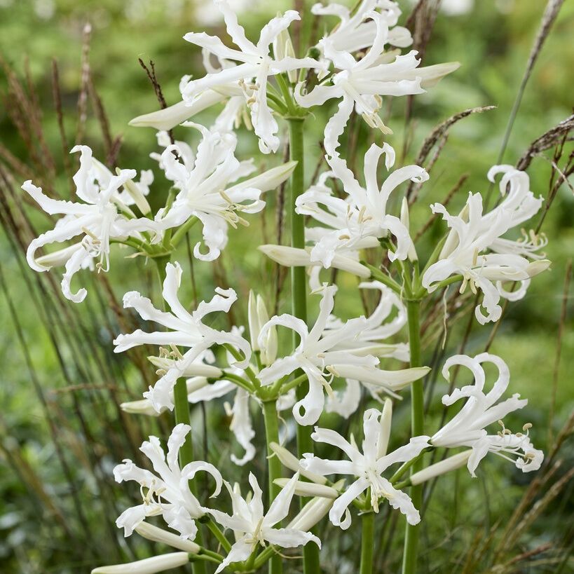 Nerine bowdenii 'Like a Virgin' - In Bud & Bloom