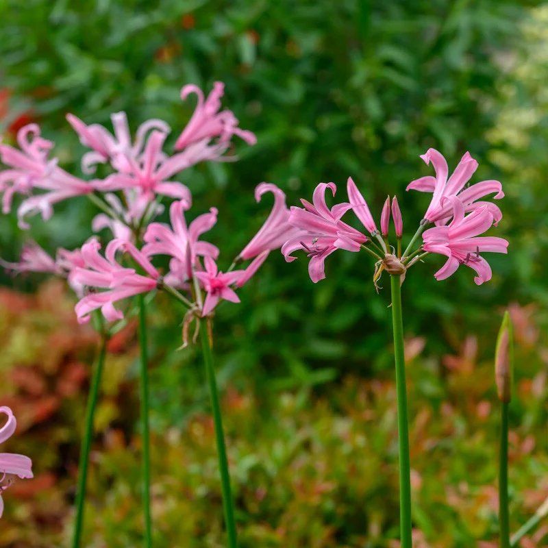 Nerine bowdenii 'Amandi' - In Bud & Bloom
