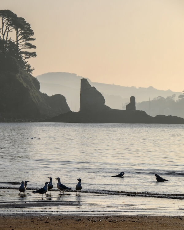 Gulls on the beach