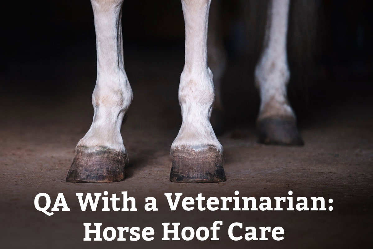 QA With a Veterinarian: Horse Hoof Care - Learn More