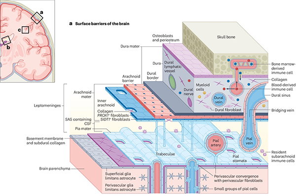 A diagram showing the barriers of the brain, including the skull bone, the dura mater, the arachnoid barrier and the brain parenchyma.