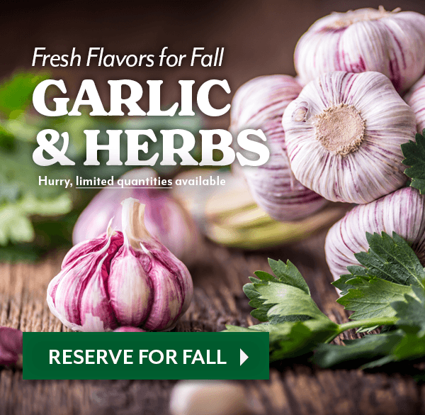 Preorder Your Garlic for Fall