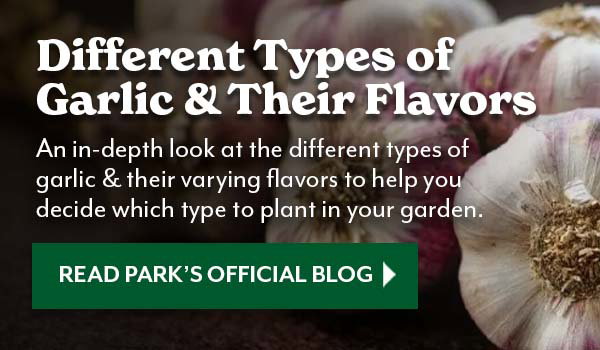 learn about garlic