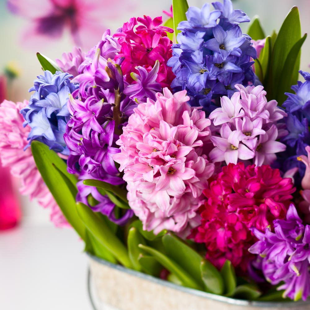 Hyacinth 'Berries and Cream Mixture'