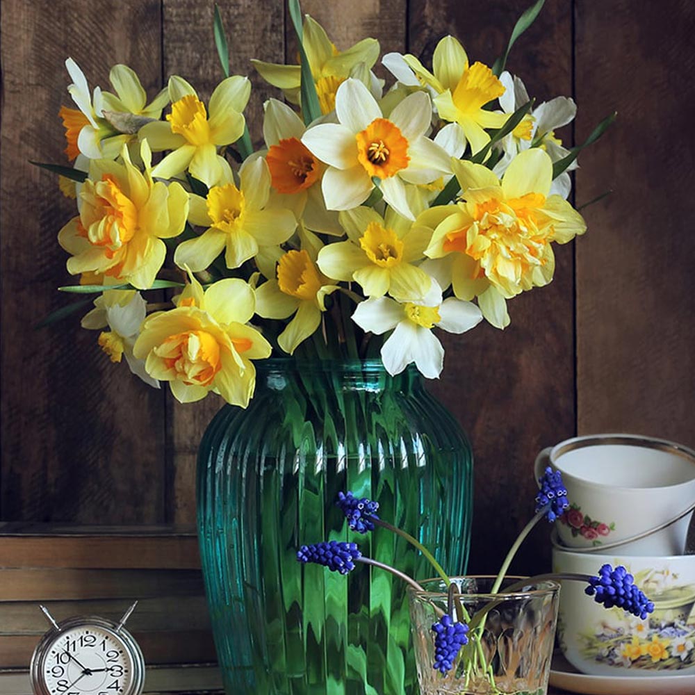 Narcissus 'Value Mixed'