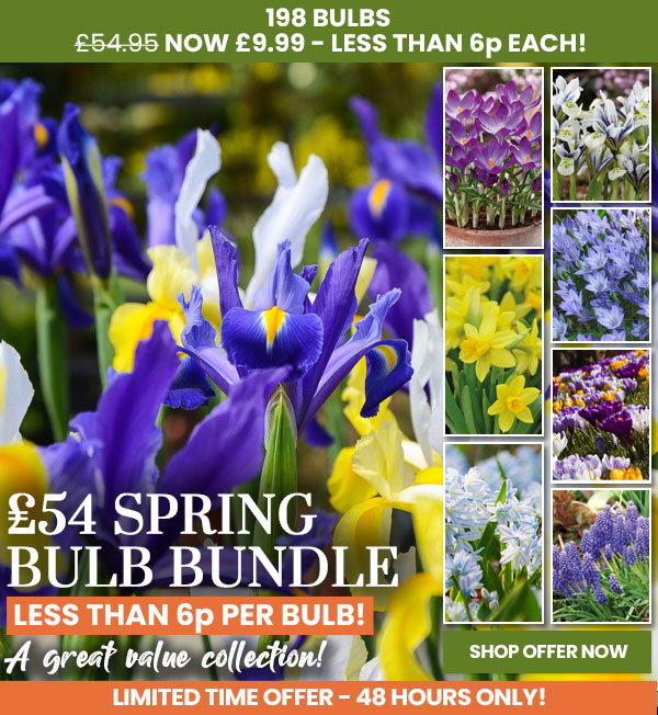 Spring Bulb Bundle