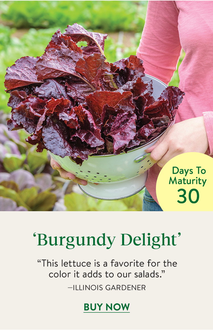Lettuce, Burgundy Delight