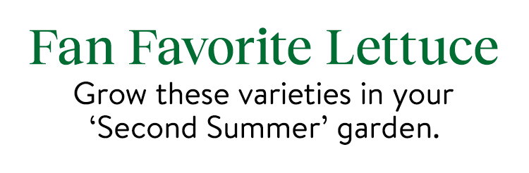 Lettuce Seeds