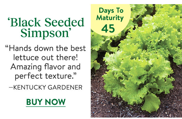 Lettuce, Black Seeded Simpson
