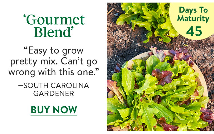 Lettuce, Gourmet Blend