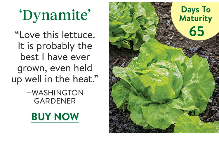 Lettuce, Dynamite