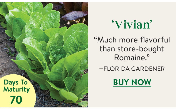 Lettuce, Vivian