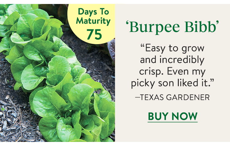 Lettuce, Burpee Bibb