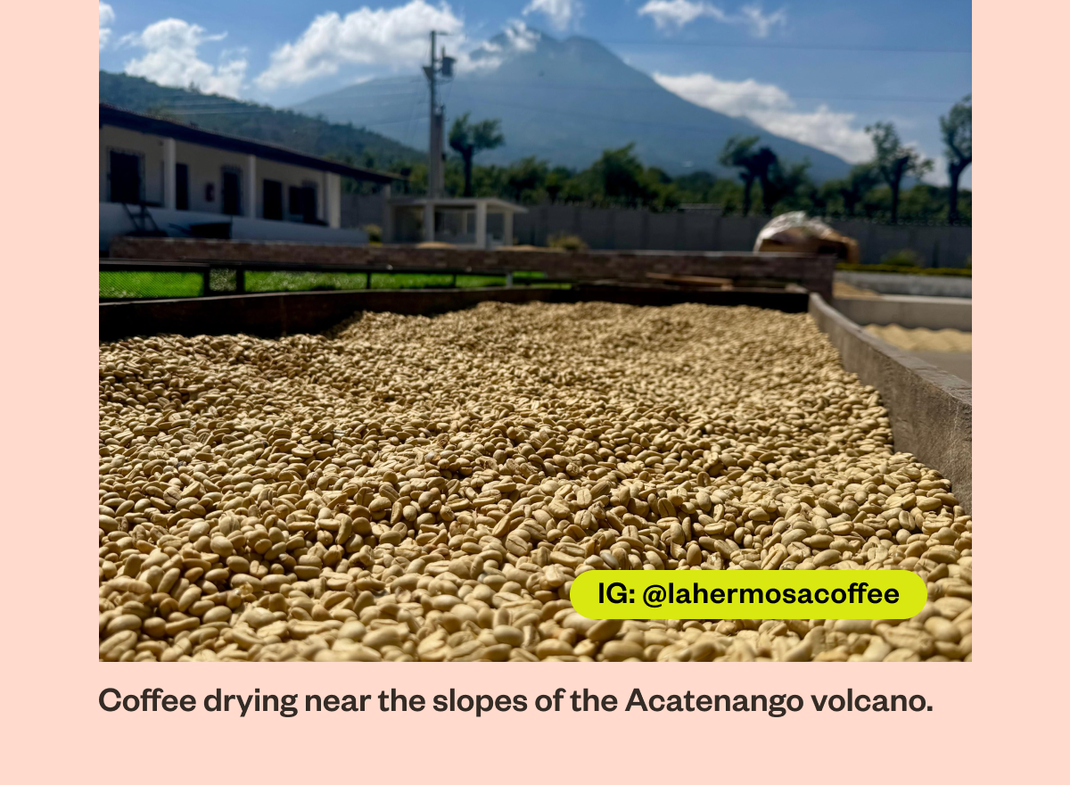 IG: @lahermosacoffee Coffee drying near the slopes of the Acatenango volcano