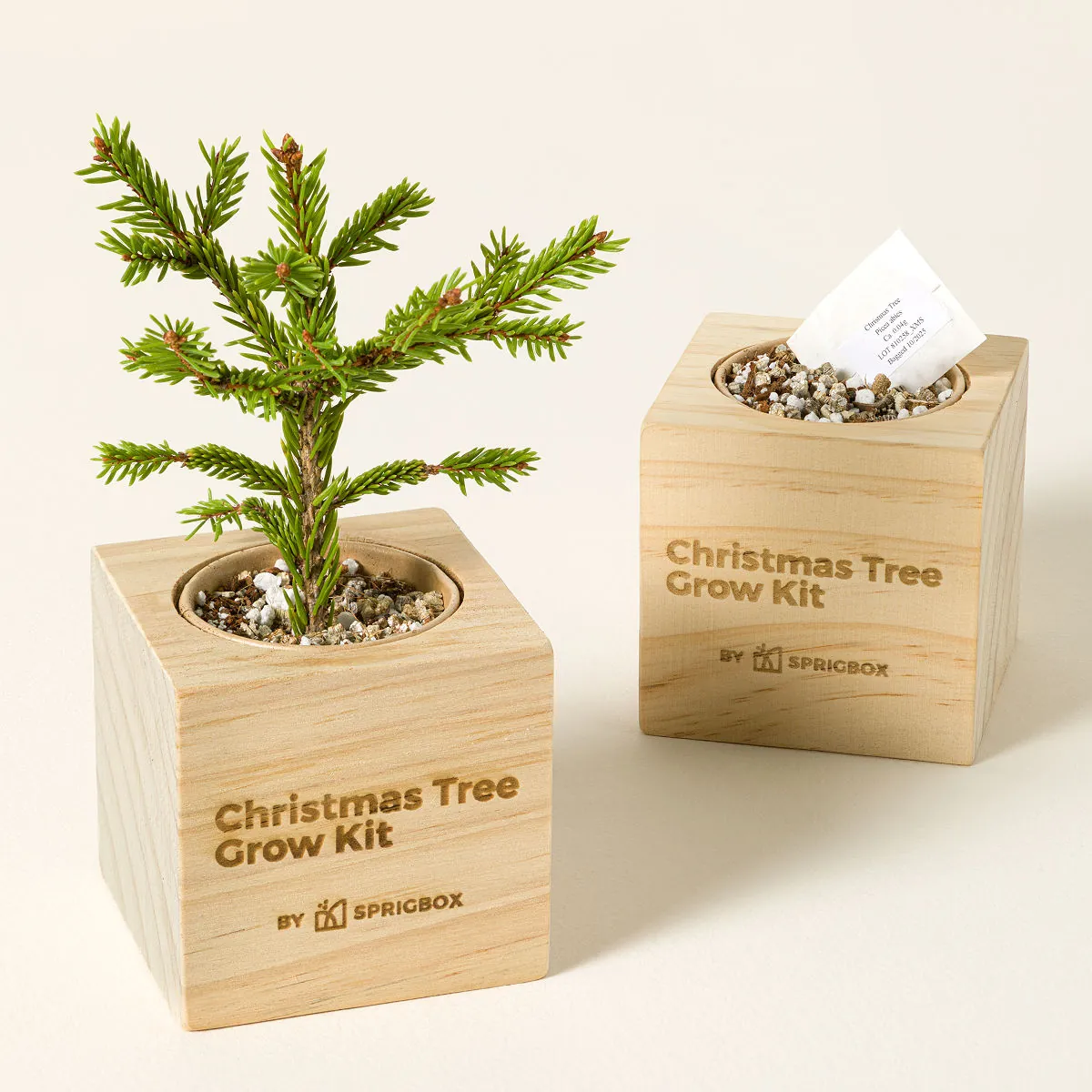 Mini Christmas Tree Grow Kit