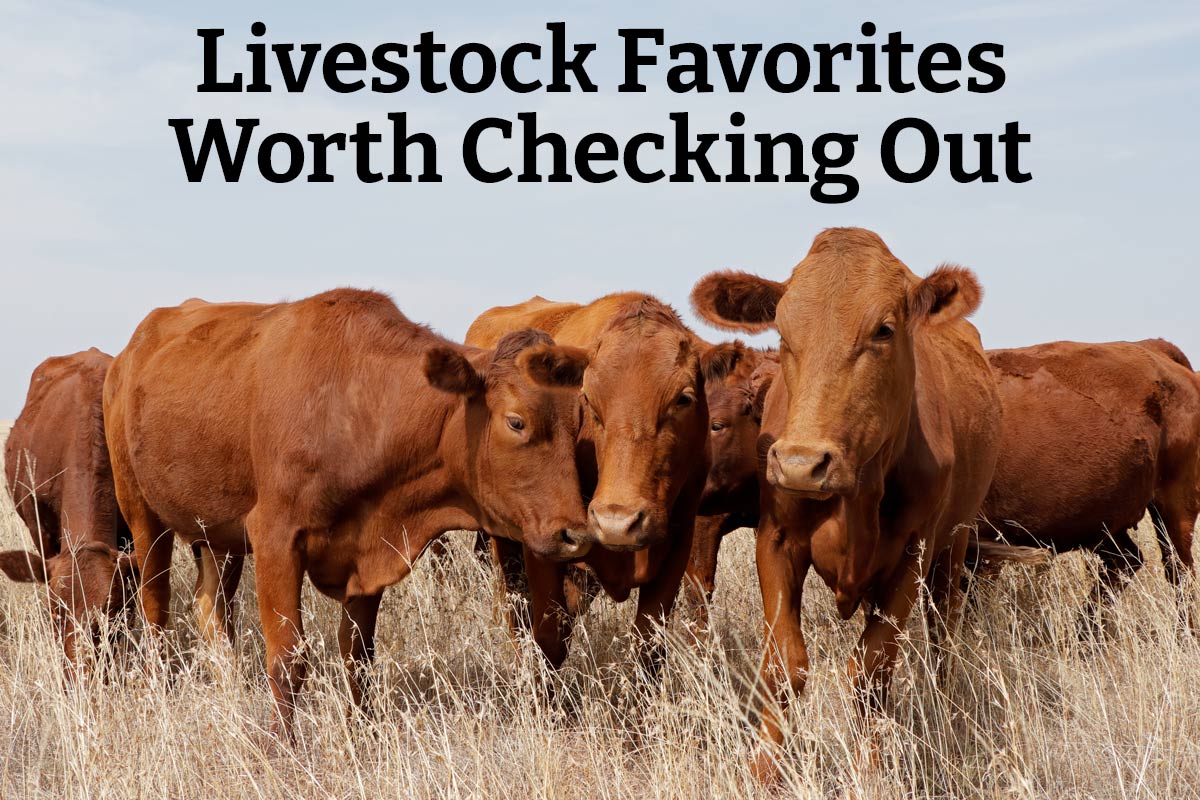 Livestock Favorites Worth Checking Out - Shop Now