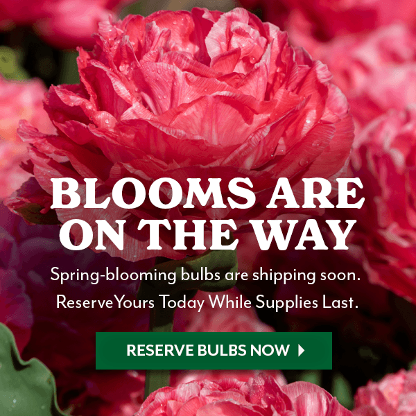 DREAM. PREORDER. BLOOM!