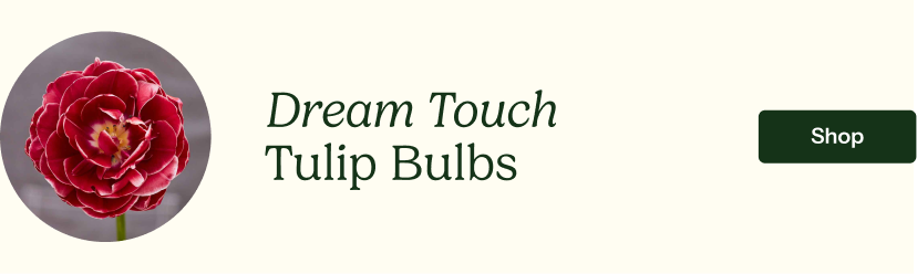 Dream Touch Tulip Bulbs