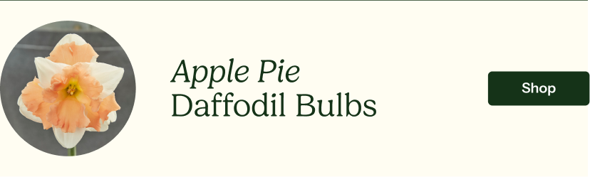 Apple Pie Daffodil Bulbs