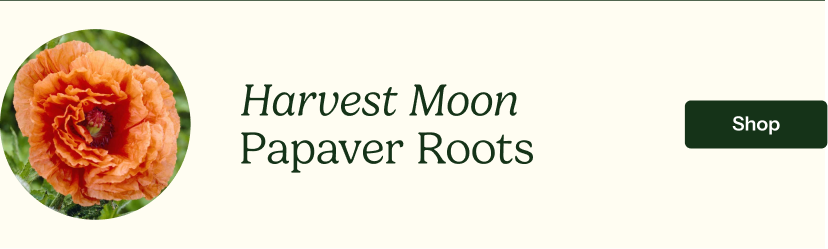 Harvest Moon Papaver Roots