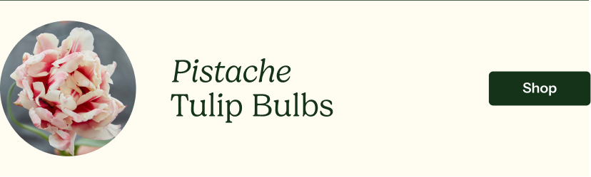 Pistache Tulip Bulbs