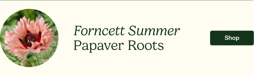 Forncett Summer Papaver Roots