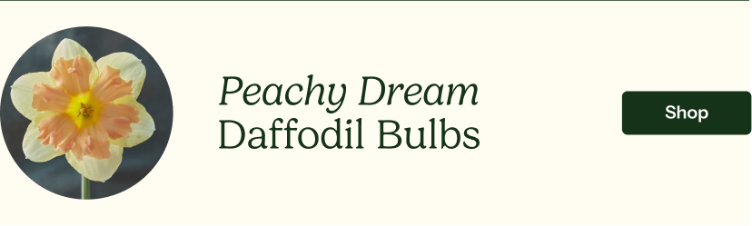 Peachy Dream Daffodil Bulbs