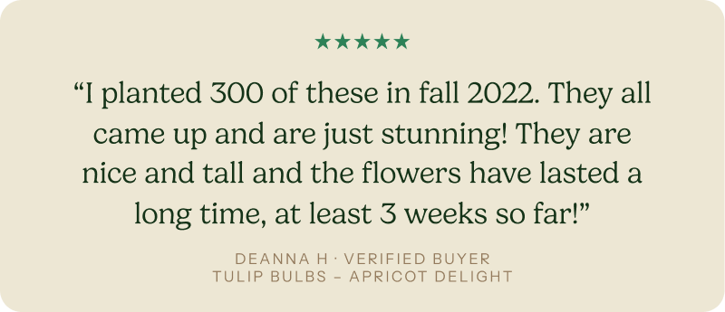 “I planted 300 of these in fall 2022. They all came up and are just stunning! They are nice and tall and the flowers have lasted a long time, at least 3 weeks so far!”
