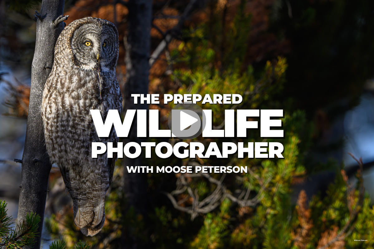 The Prepared Wildlife Photographer, with Moose Peterson