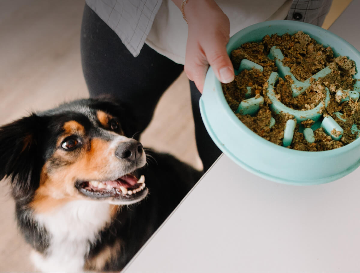 10% OFF All Pet Food!