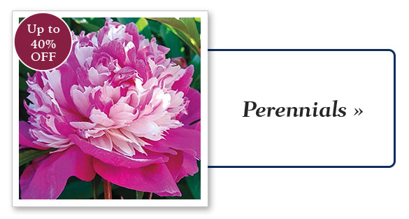 Problem-Solver Plant: Standing Ovation Little Bluestem