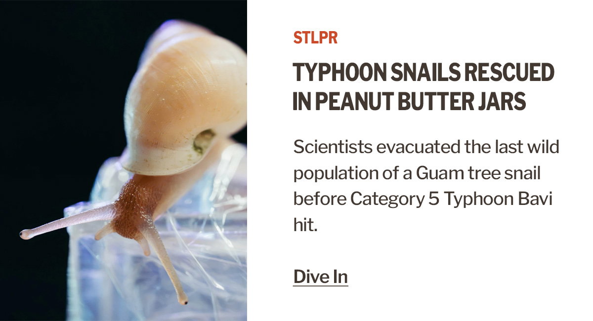 Detours | How a typhoon and peanut butter jars brought rare snails to St. Louis | STLPR