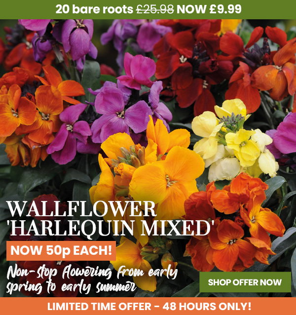 Wallflower 'Harlequin Mixed'