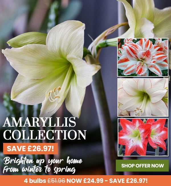 Amaryllis Collection